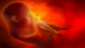 The Trauma of Conception and Birth